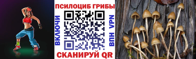 цена   Королёв  Галлюциногенные грибы Cubensis 